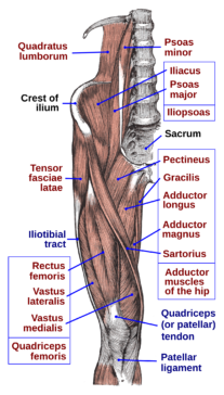 flexibility and mobility